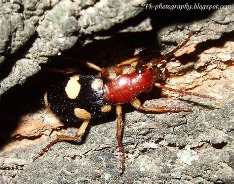 Bombardier Beetle | Nature, Cultural, and Travel Photography Blog