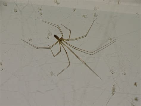 Daddy Long Legs Pholcus Phalangioides Longbodied Cellar Spider