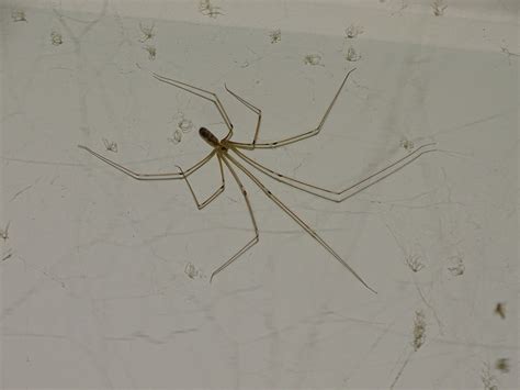 Daddy Long Legs (Pholcus phalangioides), Longbodied Cellar Spider ...