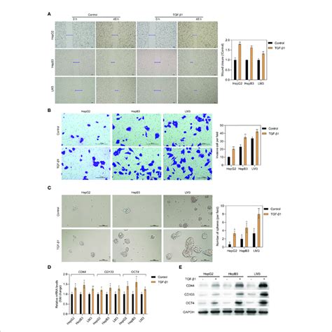 Tgf B1 Promotes The Migration Invasion And Stemness Of Hcc Cells Download Scientific