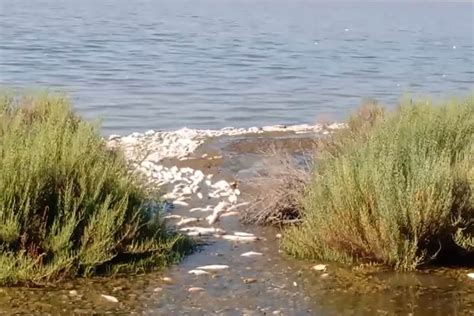 Laguna Di Orbetello Situazione Drammatica Distesa Di Pesci Morti Per