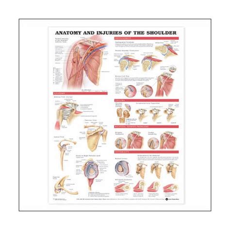 Poster Anatomy And Injuries Of The Shoulder Joint Laminated Po