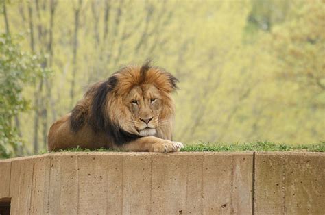 King Of The Jungle Photograph By Tina Mckay Brown Pixels