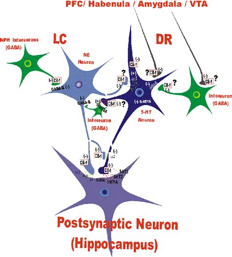 Interconnections Between Serotonin 5 Ht And Norepinephrine Ne