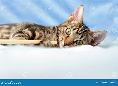 Tabby kitten playing stock image. Image of head, portrait - 12843933