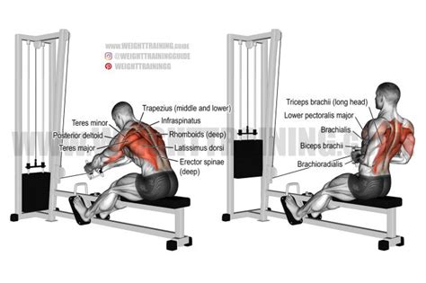 Seated Cable Row Exercise Instructions And Video Weight Training