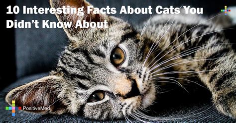 10 Interesting Facts About Cats You Didn T Know About