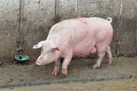 Offene Fragestunde Zur Afrikanischen Schweinepest Lahn Dill Kreis