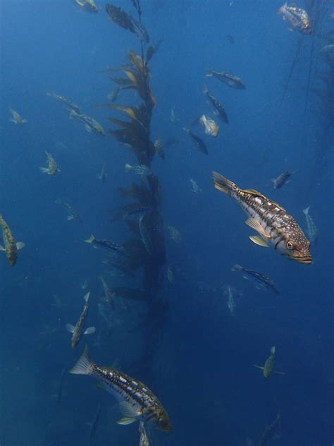 Kelp bass, Paralabrax clathratus – Biodiversity Atlas of LA