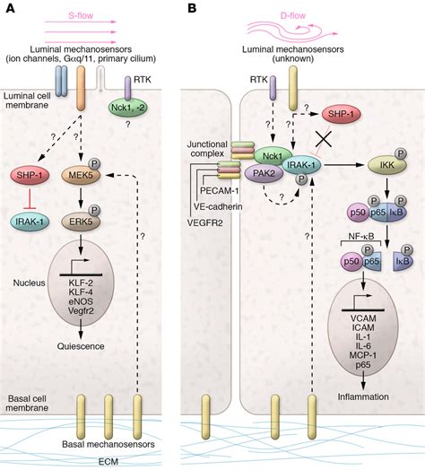 Flow Dependent Regulation Of Nck1 Adaptor And IRAK 1 A In