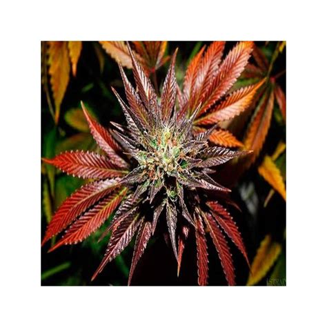 Kings Kush Autofloreciente Feminizada Green House Semillas