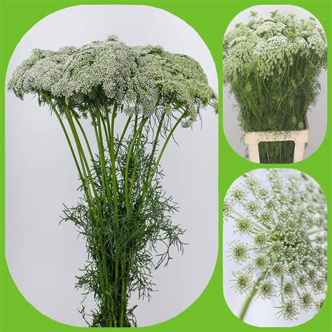 Ammi Visnaga Aisha Flowers