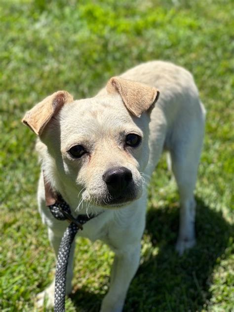 Dog for adoption - Toby, a Chihuahua in Manteca, CA | Petfinder