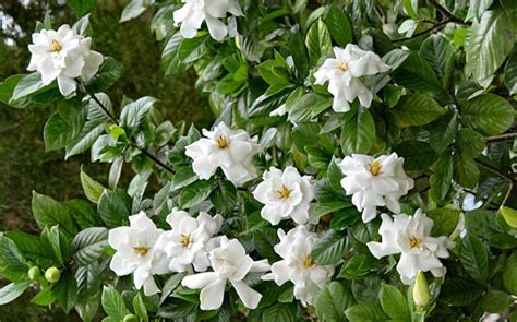 Gardenia Kleim's Hardy | Hahira Nursery | Buy Georgia Plants Online