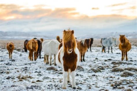 Konie Haflinger Historia I Charakterystyka Rasy