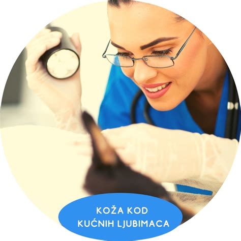 Koža kod kućnih ljubimaca Dežurna veterinarska klinika Beograd