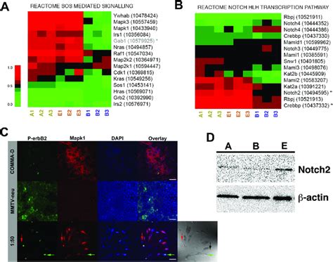 Representative Cancer Redirection Molecular Signatures Markers