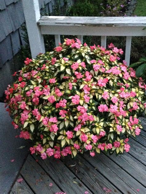 Flowering Bushes That Thrive In Full Sun