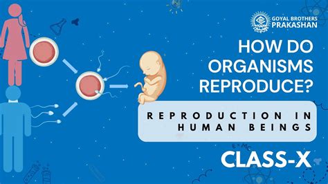 Reproduction In Human Beings Class Science Ncert Goyal