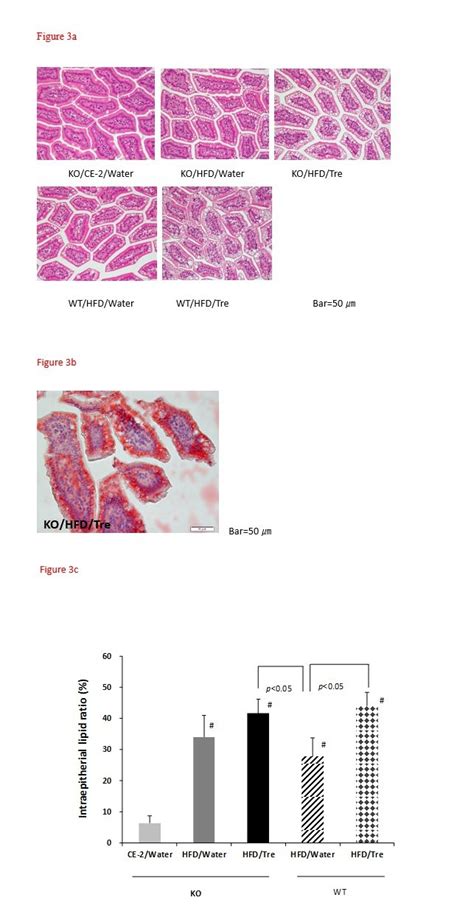 Effect Of Drinking Water Containing Trehalose On Intracytoplasmic Lipid