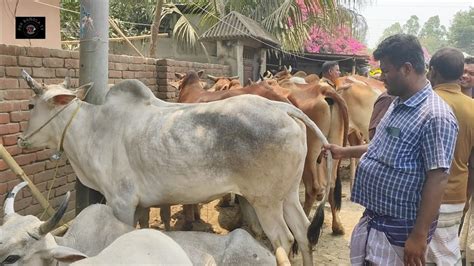 আজ শনিবার ২৯ এপ্রিল২৩ স্পেন প্রবাসী কি দামে ইন্ডিয়ান বলদ গরু