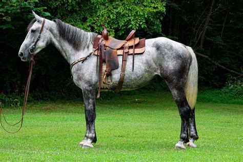 Big Percheron Standardbred Crossbred Gelding Rides And Works Gentle