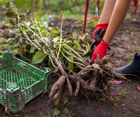 Comment Hiverner Les Dahlias Un Guide Tape Par Tape Pour Bien