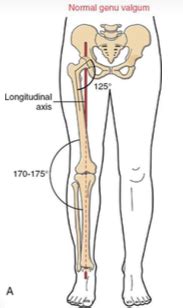 Kines Exam 3 Knee Flashcards Quizlet