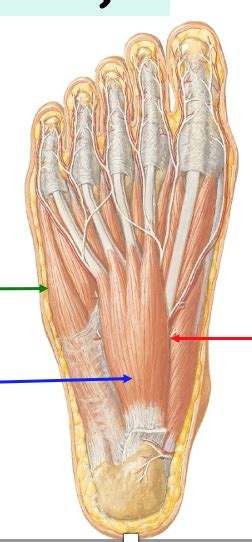 Layer 1 Of The Sole Of The Foot Diagram Quizlet