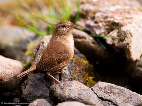 Lochwinnoch RSPB Nature Reserve – Materials Man