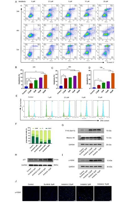 Anlotinib Induced Apoptosis And G M Phase Arrest Of Ovarian Cancer