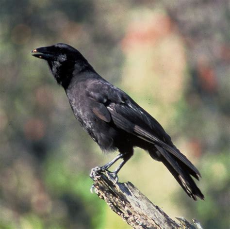 Hawaiian Crow Corvus Hawaiiensis Photo Call And Song