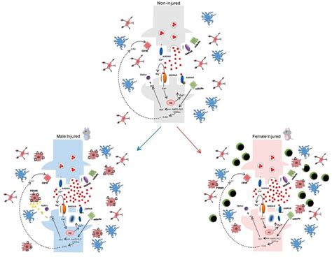 Schematic Representation Of Immune System Related Sex Differences In