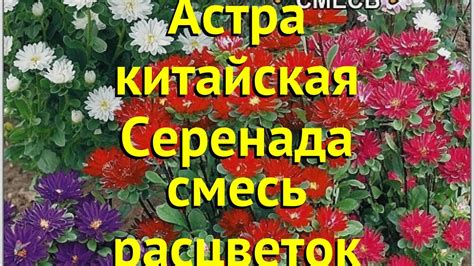 Астра китайская Серенада смесь расцветок. Обзор callistephus chinensis ...