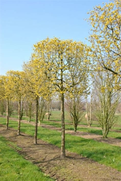 Van Den Berk Nurseries Flowering Trees Flowering Trees Cornus Mas