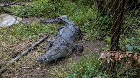 Actualizar 96 Imagen Su Ambiente Del Cocodrilo Abzlocal Mx