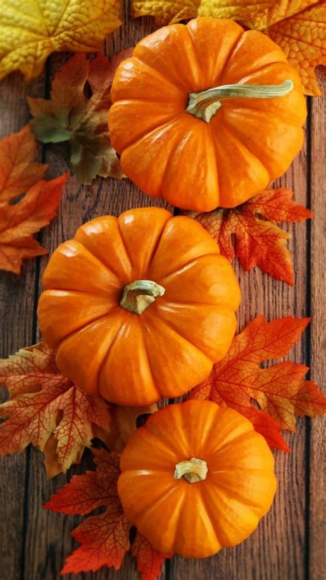 Trefoil Pumpkins Autumn Fall Leaves Pumpkins Hd Phone Wallpaper Peakpx