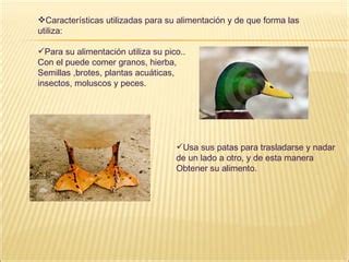 Aprendamos Sobre El Pato PPT