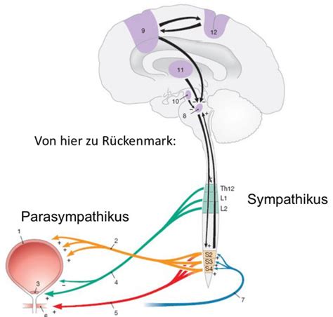 Neuroanatomie Tb Vl Karteikarten Quizlet