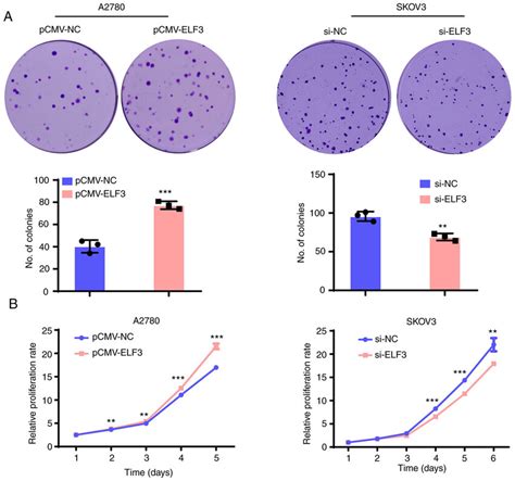 Elf Promotes Ovarian Cancer Cell Proliferation A Overexpression Of