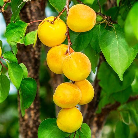 Gold Kist Apricot Trees For California For Sale