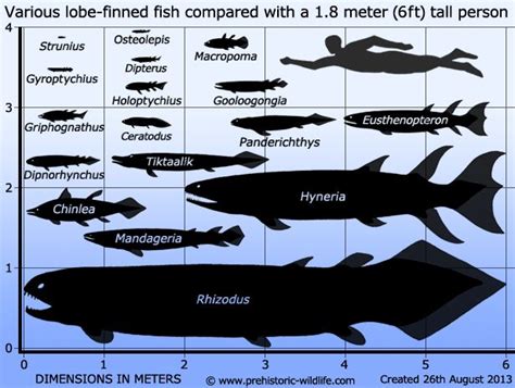 A Chart Showing The Different Types Of Fish