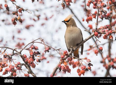 Bohemian Waxwing In Winter Stock Photo Alamy