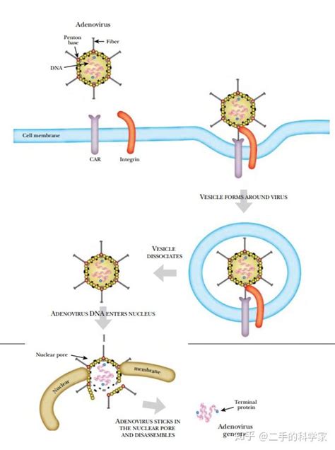 病毒是如何进入人体细胞的？ 知乎