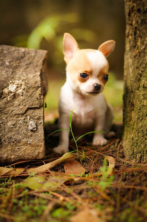 63 Baby Chihuahua Brown L2sanpiero