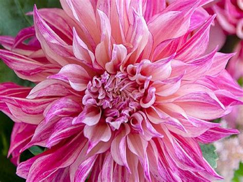 Dahlia Cafe Au Lait Royal Decorative