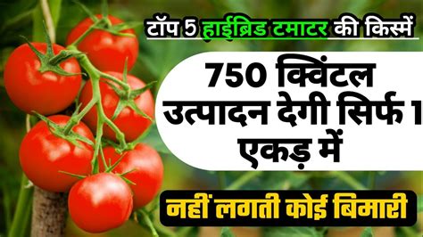 Tamatar Ki Kheti Hybrid Tomato Variety US Agriseeds SW Tomato F1