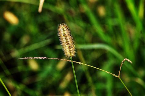 Foxtail Grass 9 20 2020 Timmerman Trail Cayce SC Canon Flickr