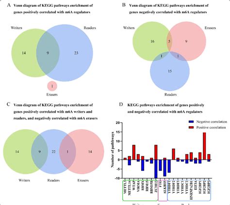 KEGG Pathways Enrichment Analysis Of Genes Correlated To M6A