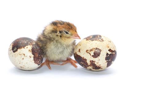 Yellow And Brown Baby Quail Stock Image Image Of Beautiful Bird